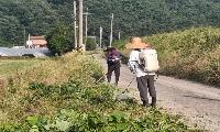 가천면 창천2리(불미실) 주민들, “우리 마을은 우리 손으로” 풀베기 봉사 실시